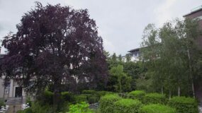 Nowa Maja w ogrodzie: Czerwonolistny buk z 1884 roku!